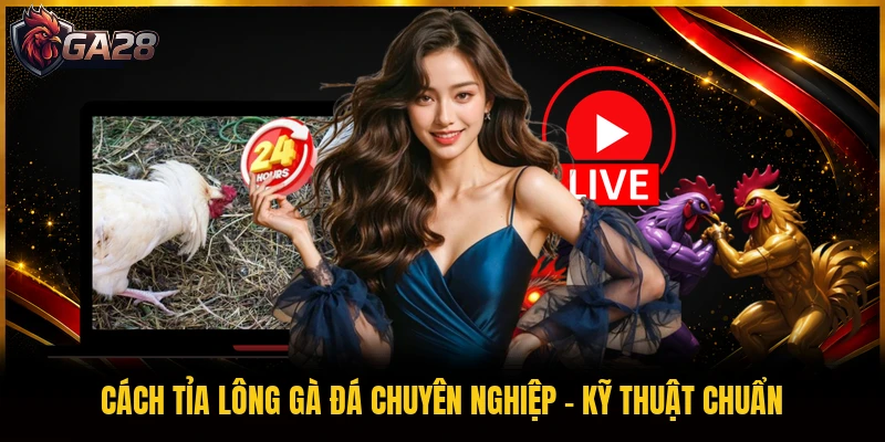 Cách Tỉa Lông Gà Đá Chuyên Nghiệp