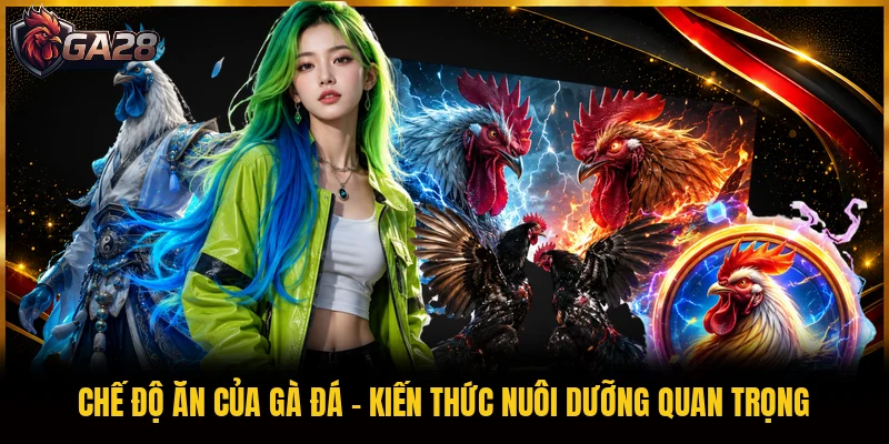 Chế Độ Ăn Của Gà Đá