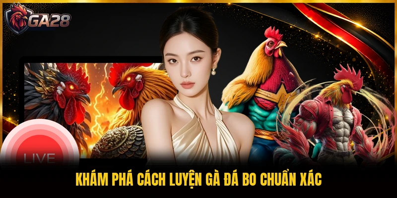 Khám phá cách luyện gà đá bo chuẩn xác