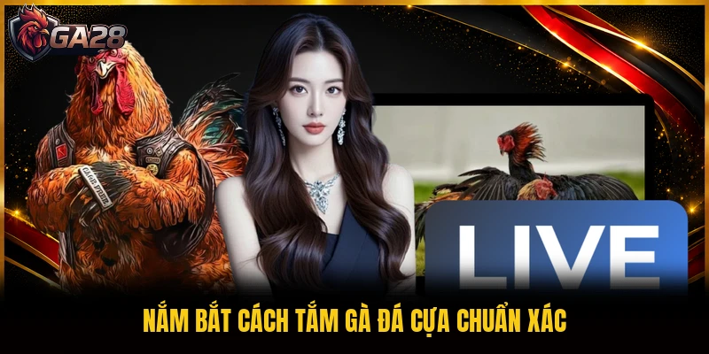 Nắm bắt cách tắm gà đá cựa chuẩn xác