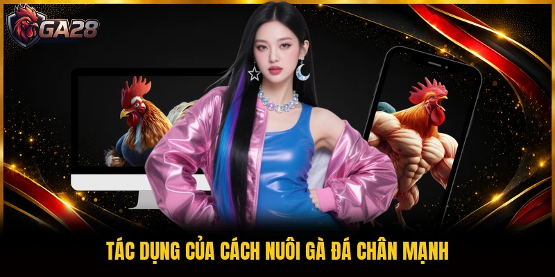Tác dụng của cách nuôi gà đá chân mạnh